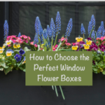 How to Choose the Perfect Window Flower Boxes