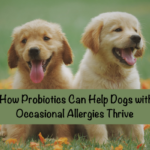 How Probiotics Can Help Dogs with Occasional Allergies Thrive